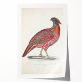 Vintage Animal Art - Chinese Horned Pheasant Illustration Print