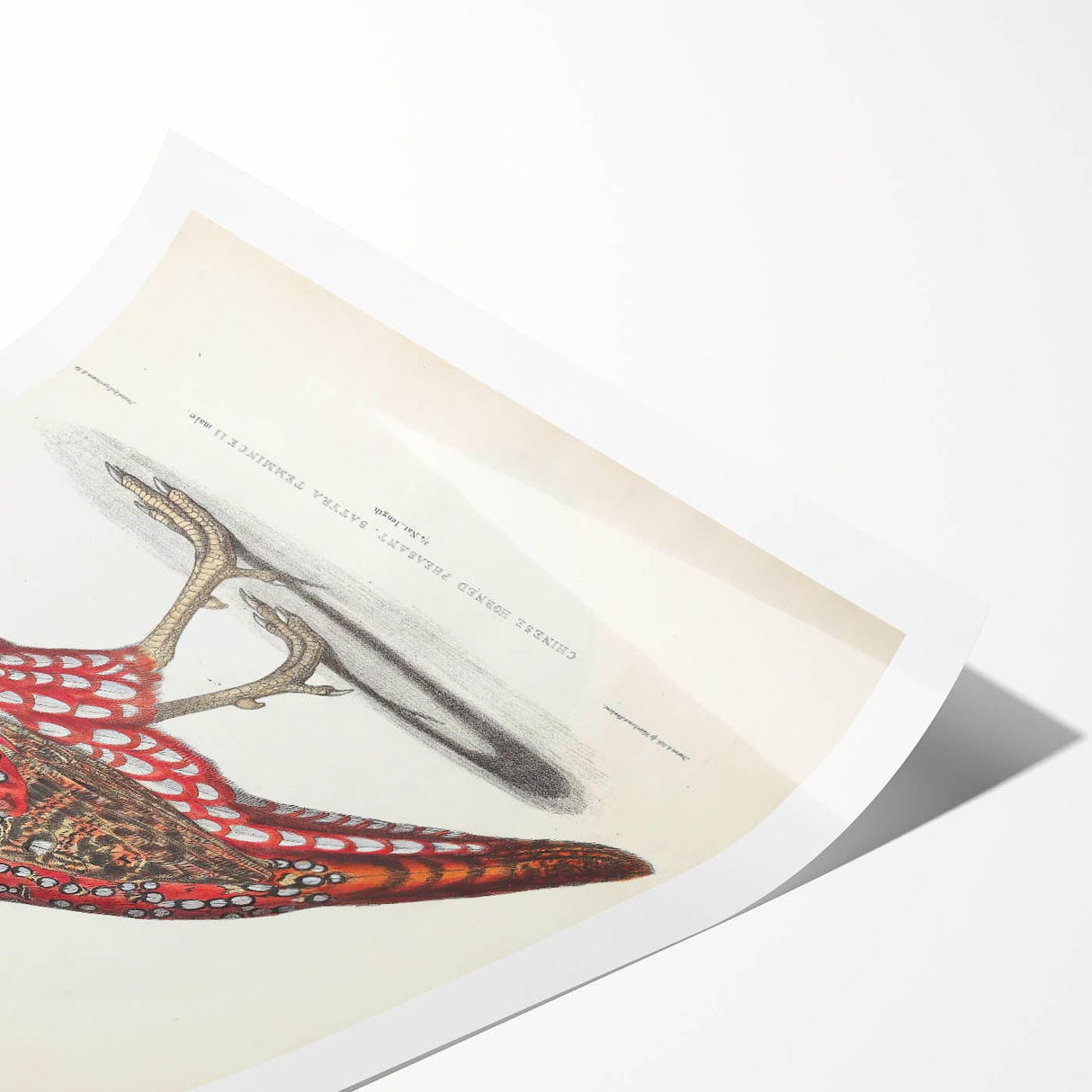 Vintage Animal Art - Chinese Horned Pheasant Illustration Print