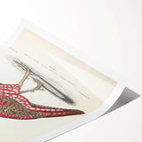Vintage Animal Art - Chinese Horned Pheasant Illustration Print