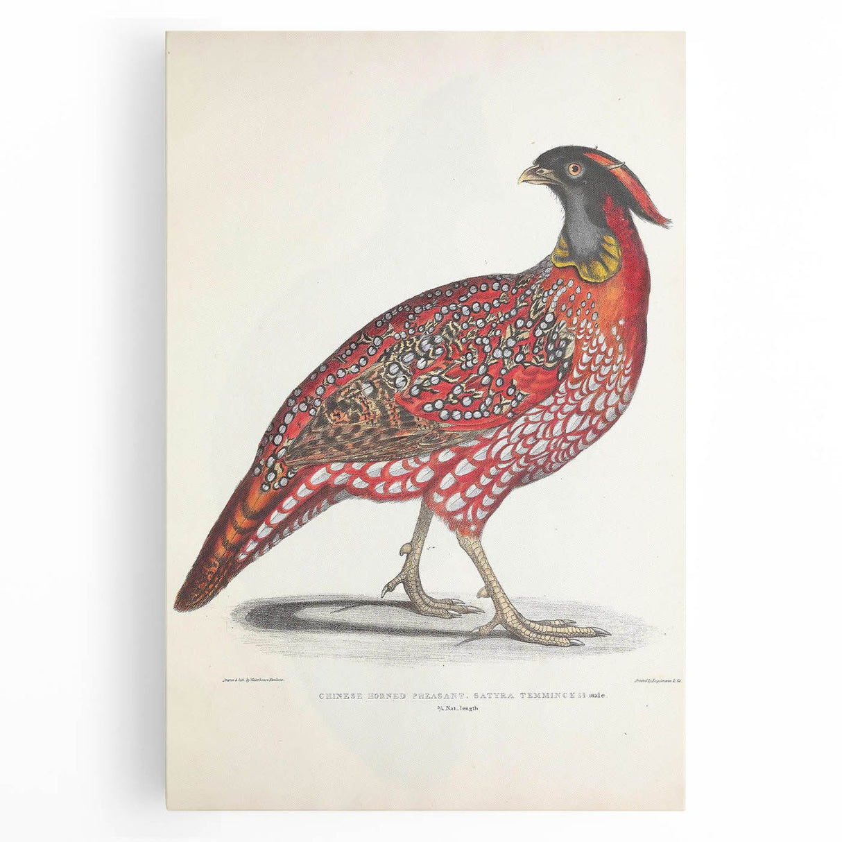 Vintage Animal Art - Chinese Horned Pheasant Illustration Print