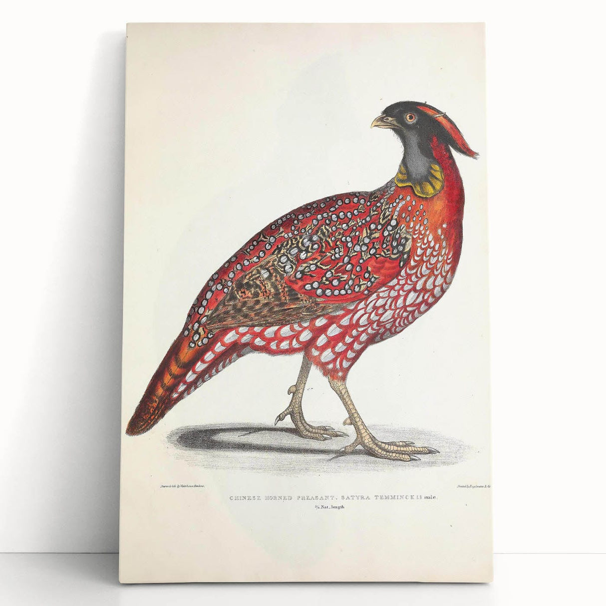 Vintage Animal Art - Chinese Horned Pheasant Illustration Print