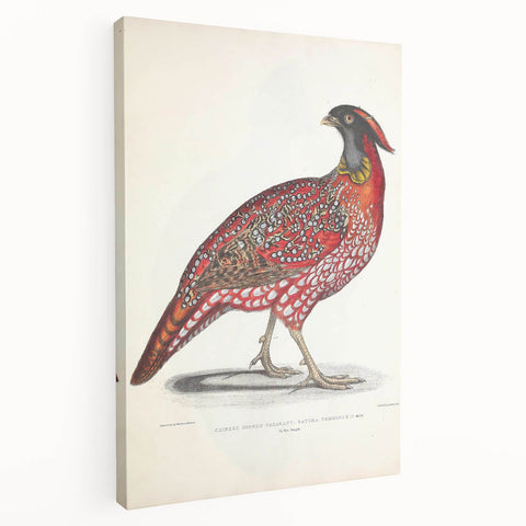 Vintage Animal Art - Chinese Horned Pheasant Illustration Print