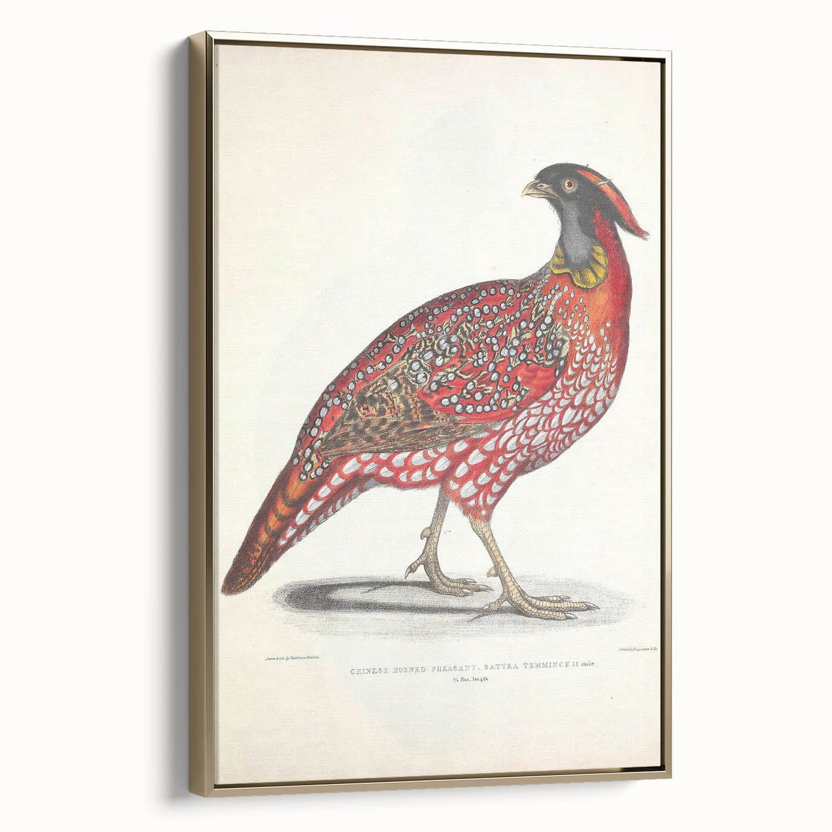 Vintage Animal Art - Chinese Horned Pheasant Illustration Print