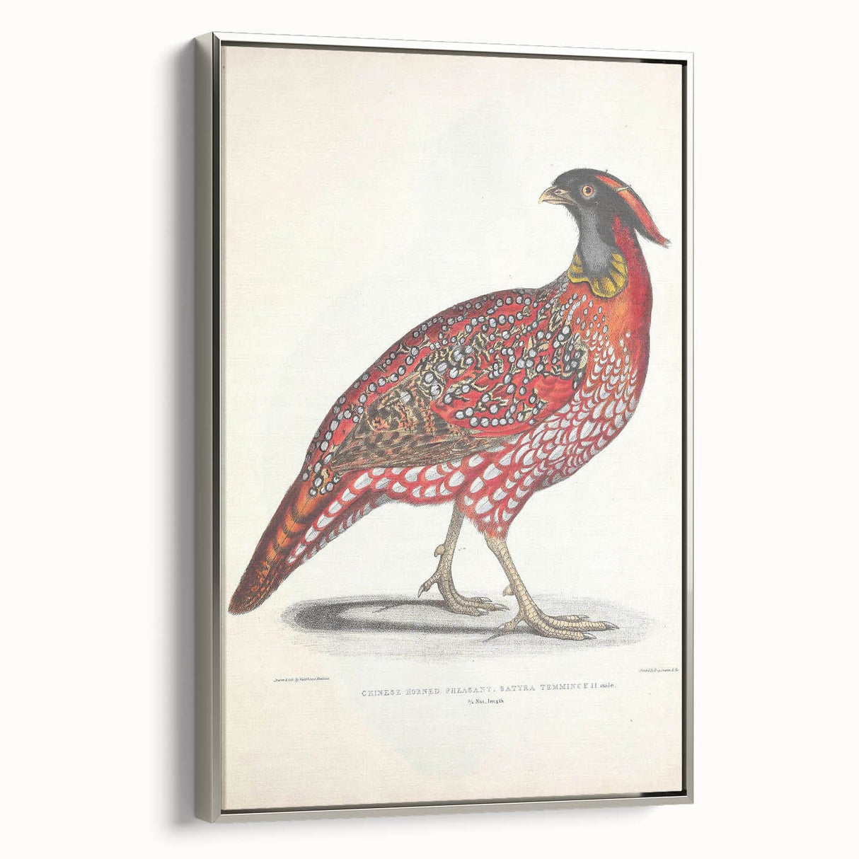 Vintage Animal Art - Chinese Horned Pheasant Illustration Print