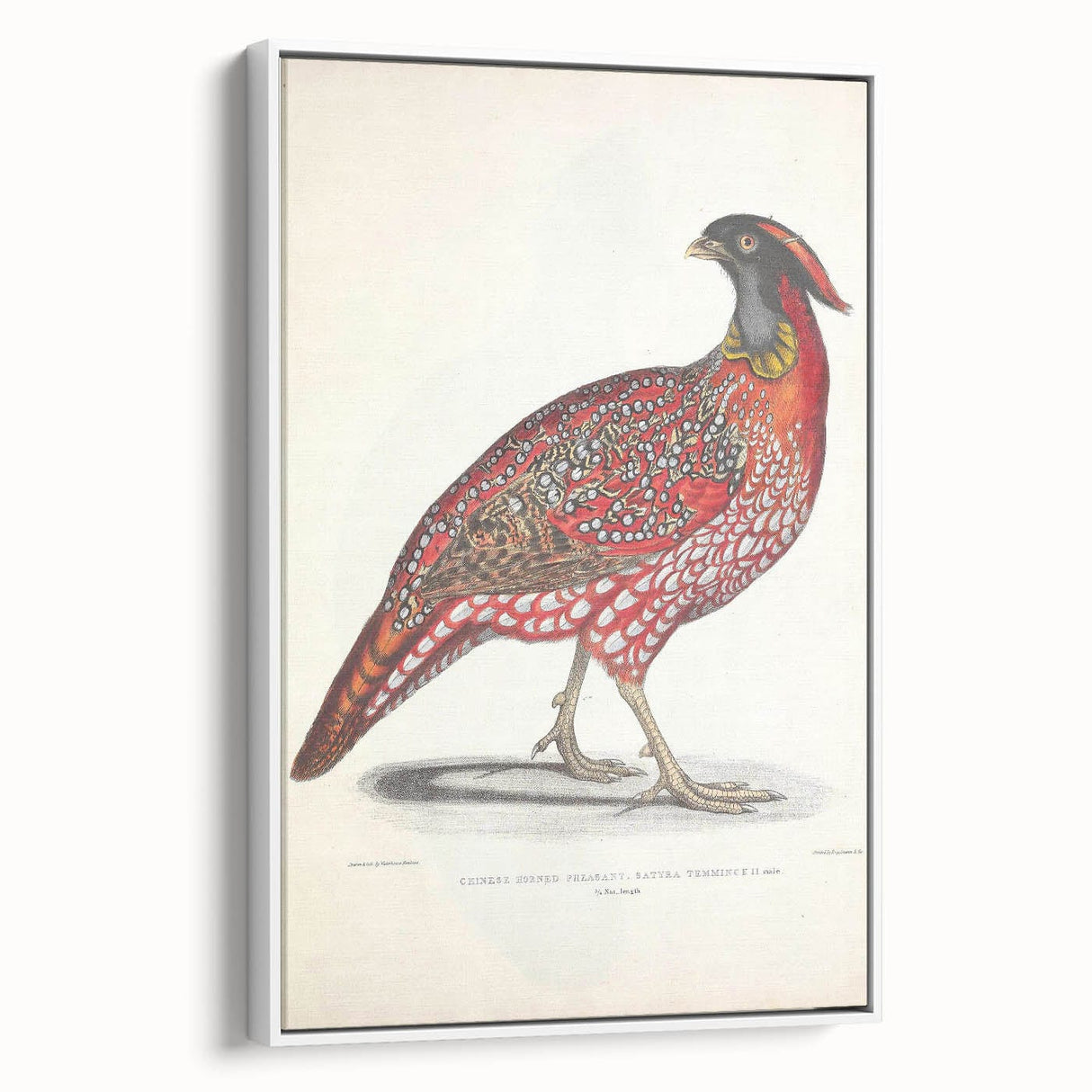 Vintage Animal Art - Chinese Horned Pheasant Illustration Print