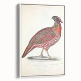 Vintage Animal Art - Chinese Horned Pheasant Illustration Print