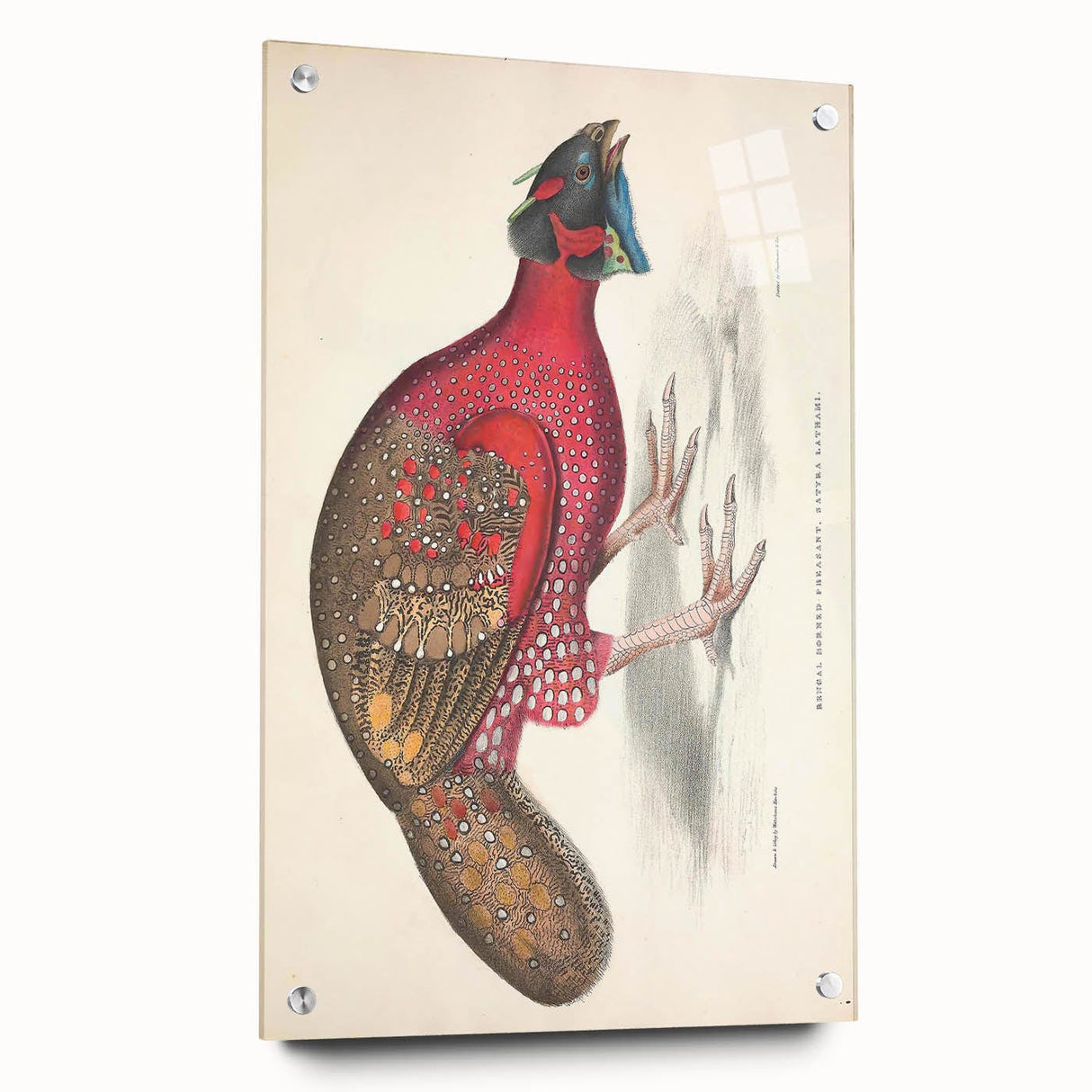 Vintage Animal Art - Bengal Horned Pheasant Illustration Print