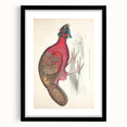 Vintage Animal Art - Bengal Horned Pheasant Illustration Print