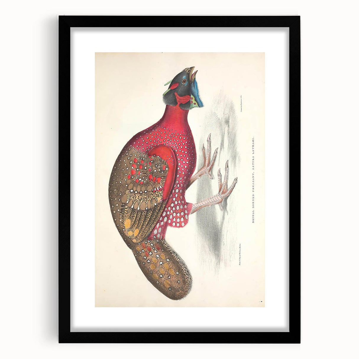 Vintage Animal Art - Bengal Horned Pheasant Illustration Print