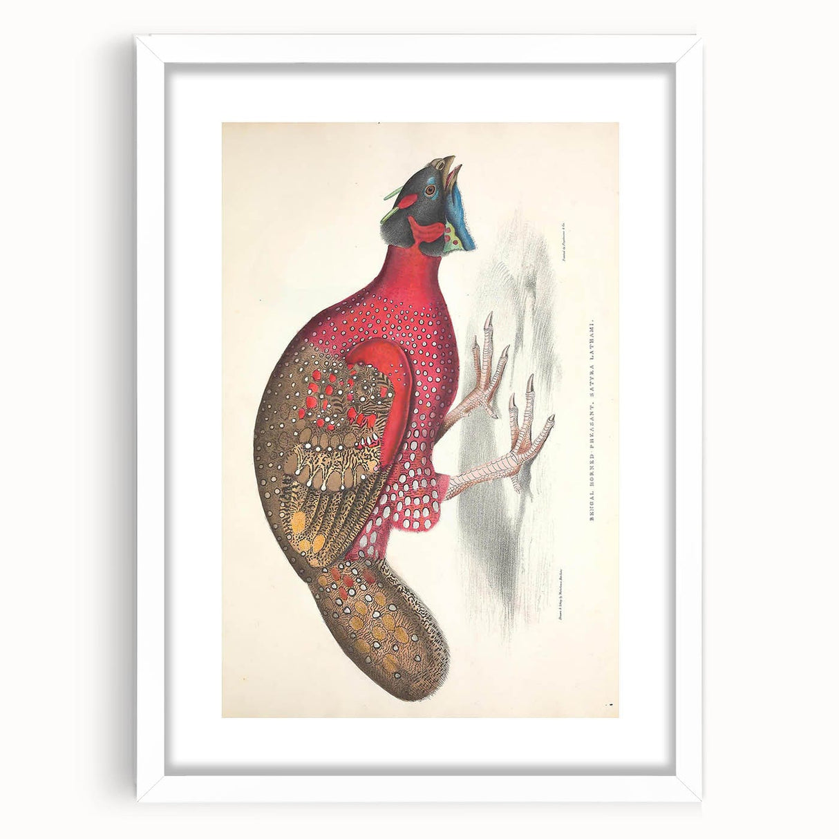 Vintage Animal Art - Bengal Horned Pheasant Illustration Print