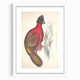 Vintage Animal Art - Bengal Horned Pheasant Illustration Print