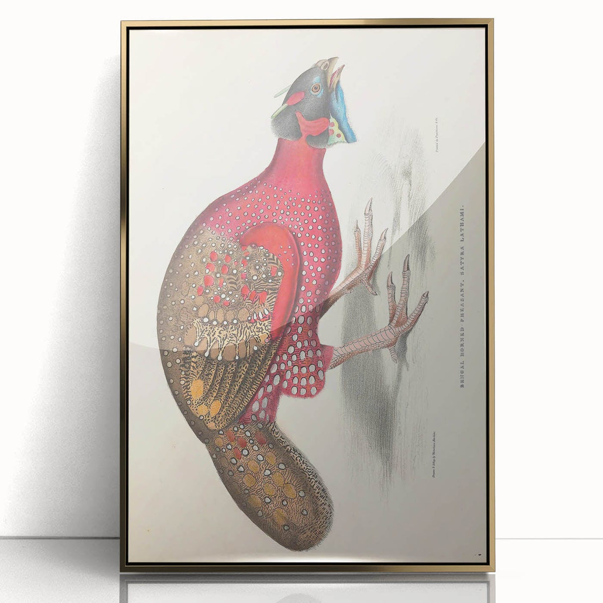 Vintage Animal Art - Bengal Horned Pheasant Illustration Print