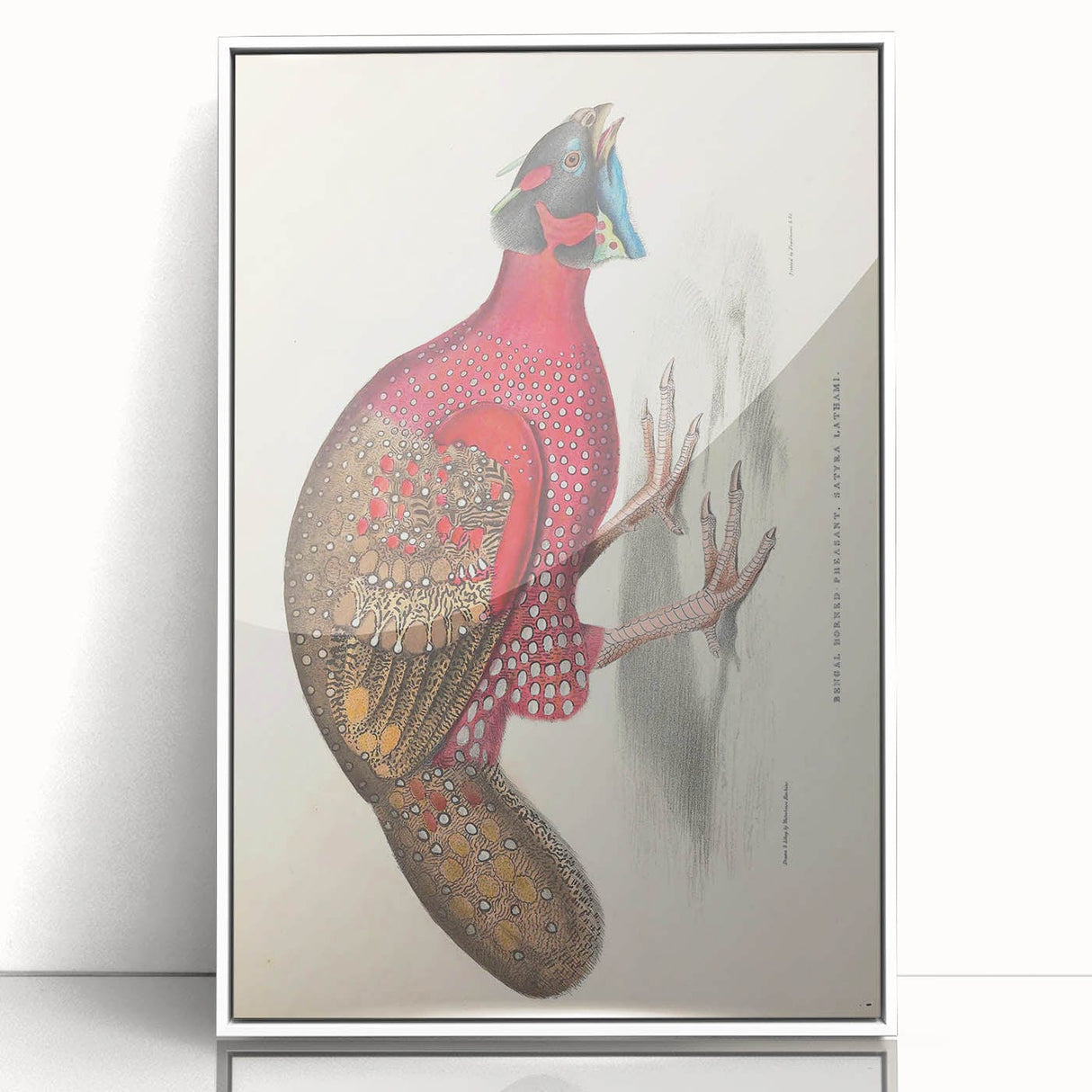 Vintage Animal Art - Bengal Horned Pheasant Illustration Print