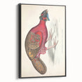 Vintage Animal Art - Bengal Horned Pheasant Illustration Print