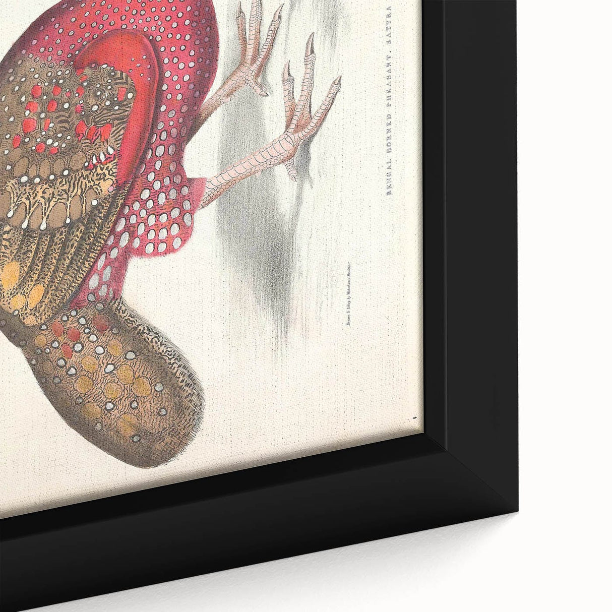 Vintage Animal Art - Bengal Horned Pheasant Illustration Print