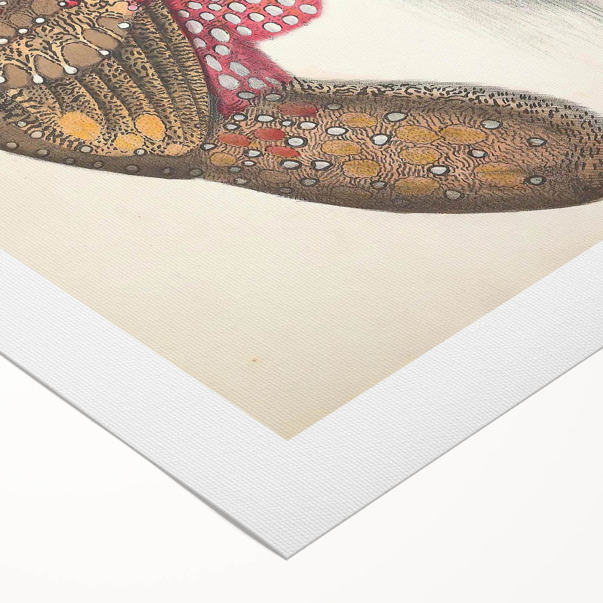 Vintage Animal Art - Bengal Horned Pheasant Illustration Print