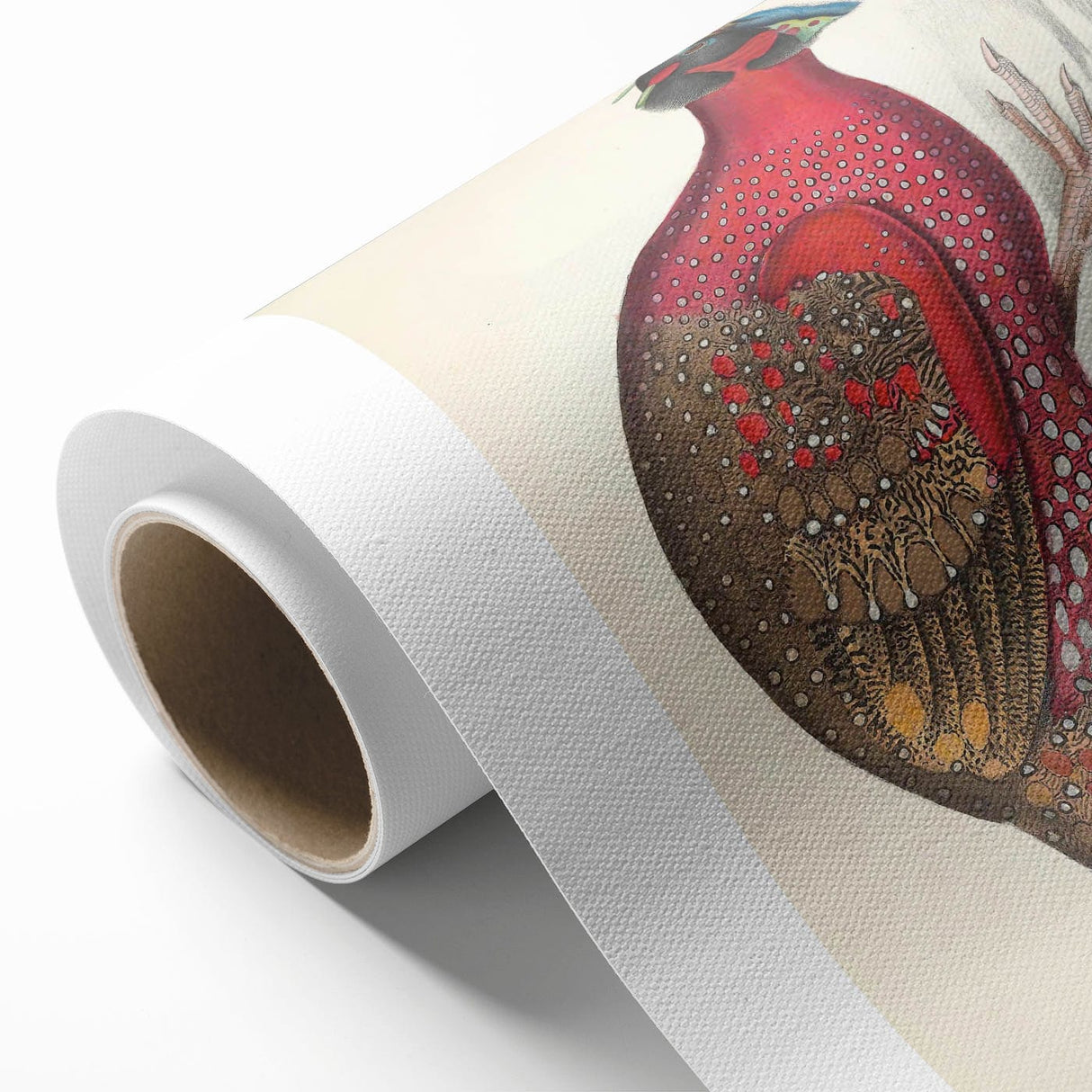 Vintage Animal Art - Bengal Horned Pheasant Illustration Print