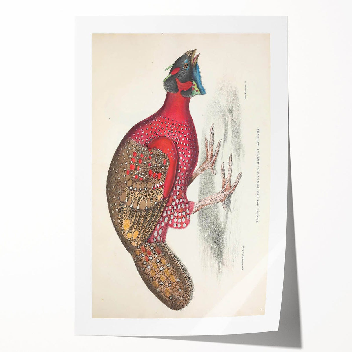 Vintage Animal Art - Bengal Horned Pheasant Illustration Print