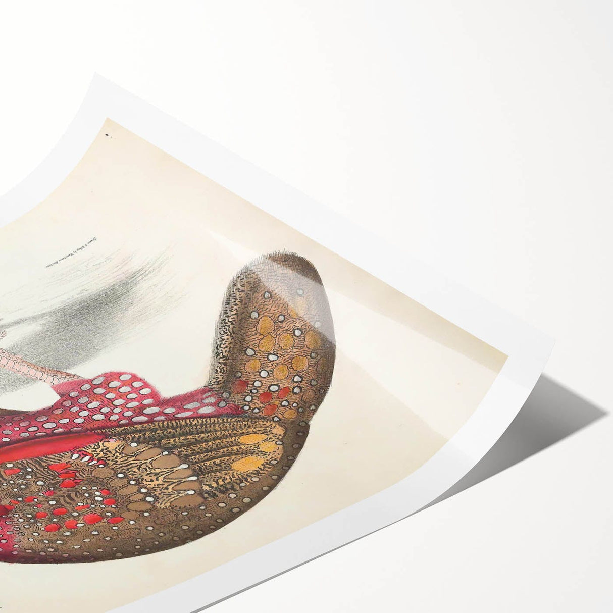 Vintage Animal Art - Bengal Horned Pheasant Illustration Print