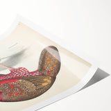 Vintage Animal Art - Bengal Horned Pheasant Illustration Print