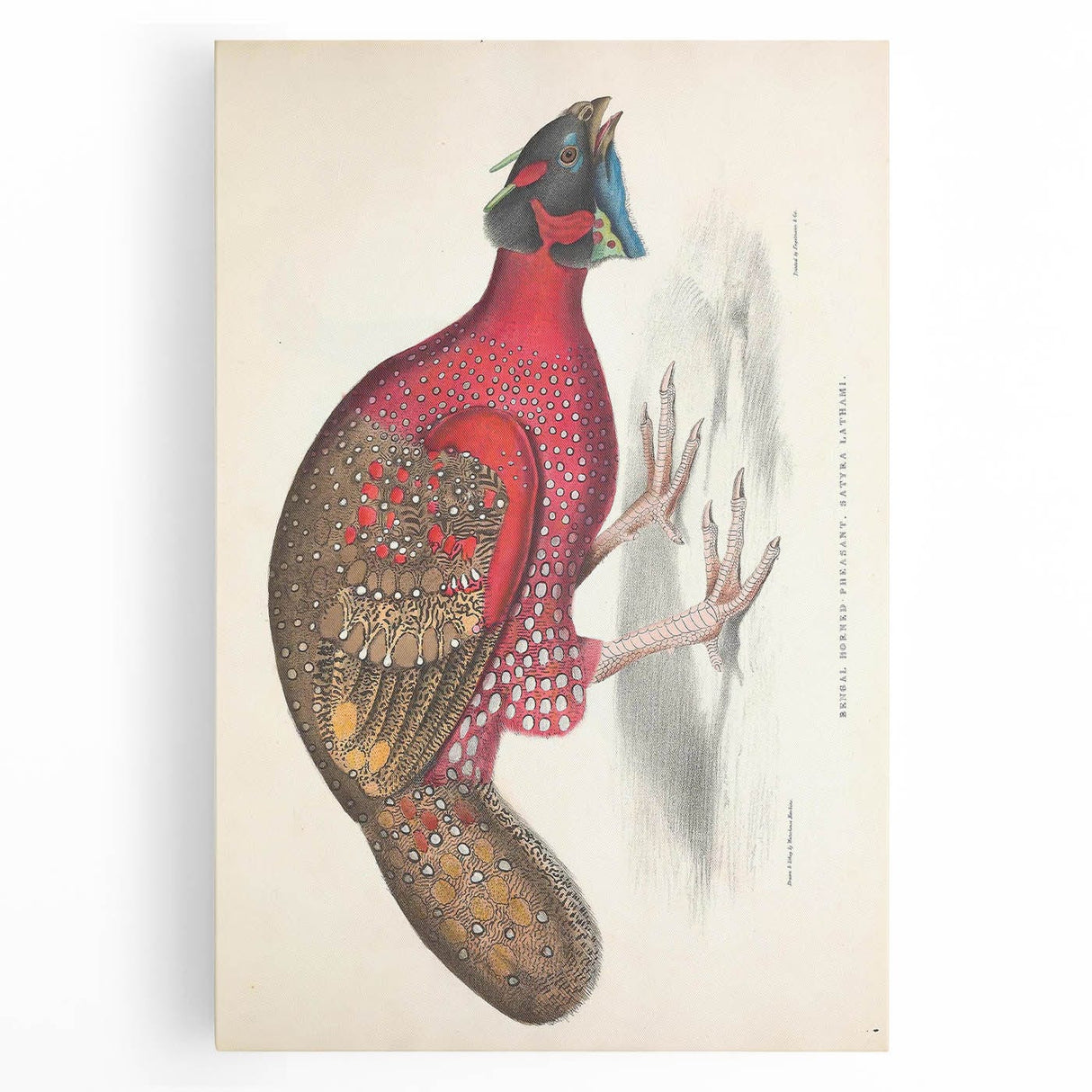Vintage Animal Art - Bengal Horned Pheasant Illustration Print