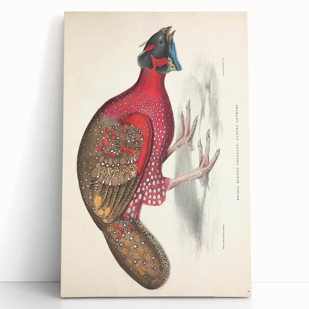 Vintage Animal Art - Bengal Horned Pheasant Illustration Print