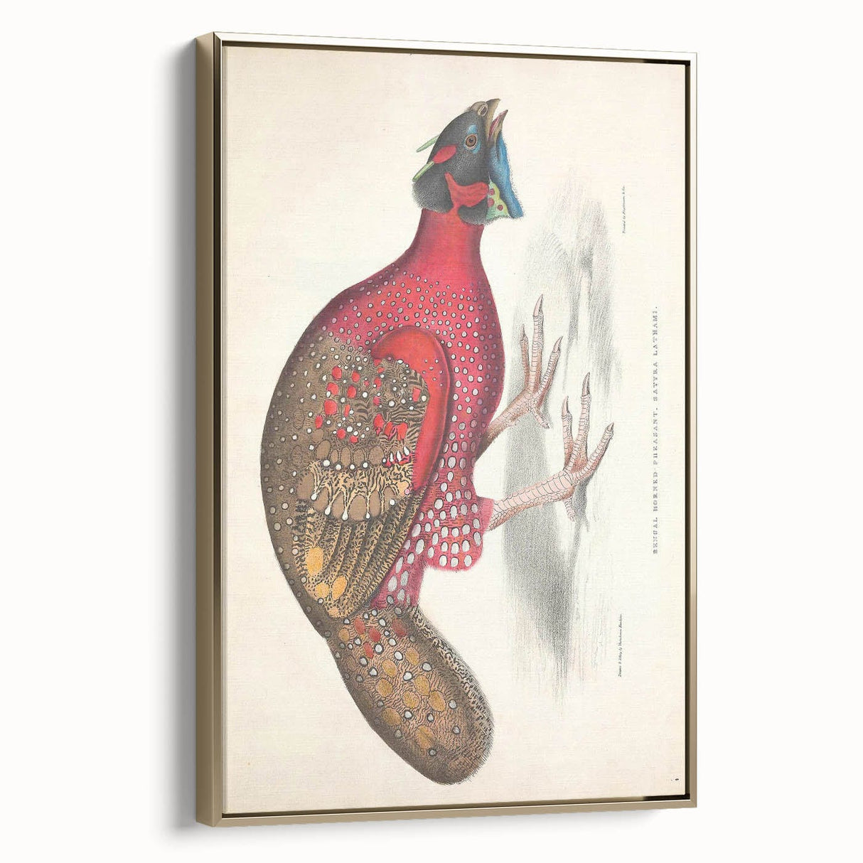 Vintage Animal Art - Bengal Horned Pheasant Illustration Print