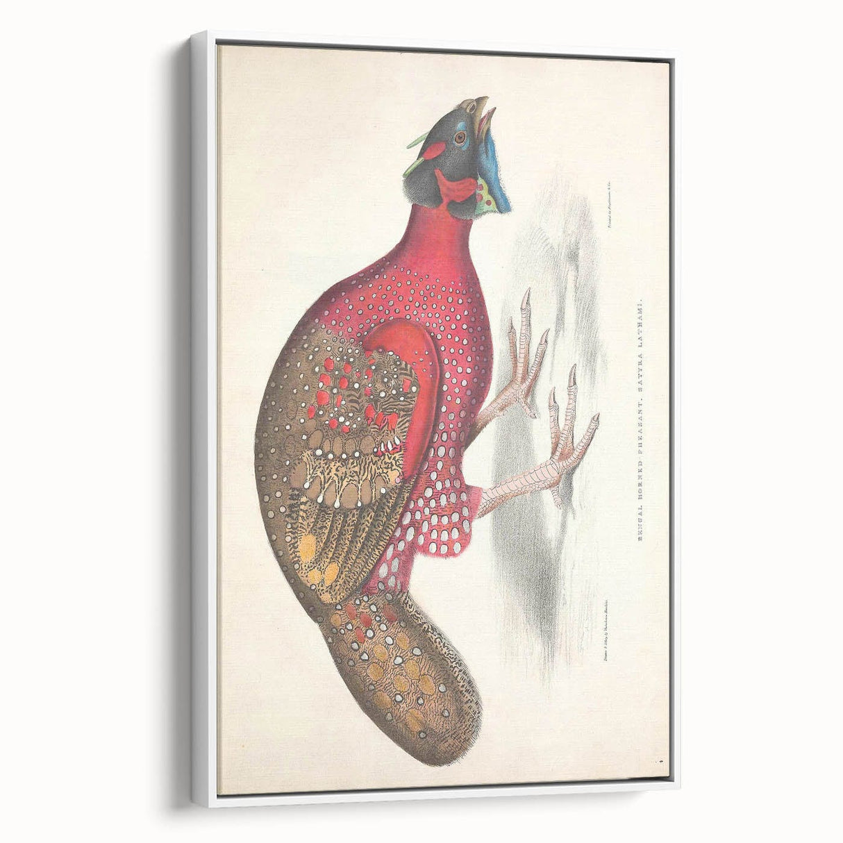 Vintage Animal Art - Bengal Horned Pheasant Illustration Print