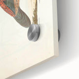 Vintage Animal Art - Curled Tail Pheasant Illustration Print