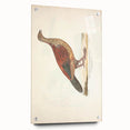 Vintage Animal Art - Curled Tail Pheasant Illustration Print