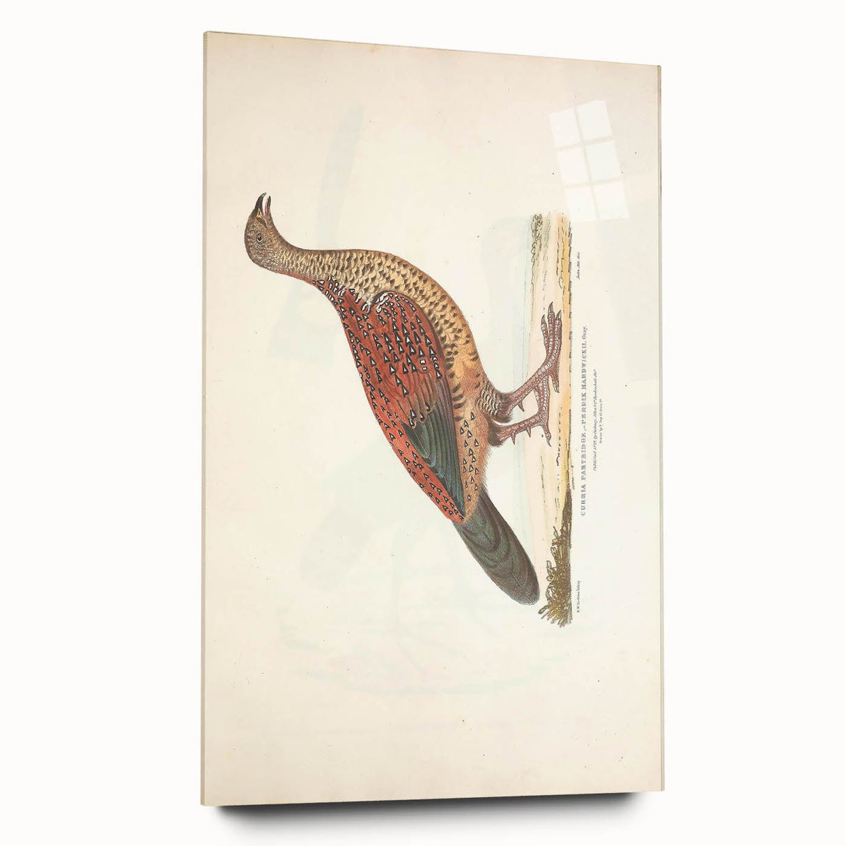 Vintage Animal Art - Curled Tail Pheasant Illustration Print
