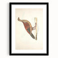 Vintage Animal Art - Curled Tail Pheasant Illustration Print
