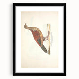 Vintage Animal Art - Curled Tail Pheasant Illustration Print