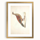 Vintage Animal Art - Curled Tail Pheasant Illustration Print