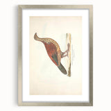 Vintage Animal Art - Curled Tail Pheasant Illustration Print