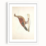 Vintage Animal Art - Curled Tail Pheasant Illustration Print