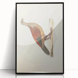 Vintage Animal Art - Curled Tail Pheasant Illustration Print