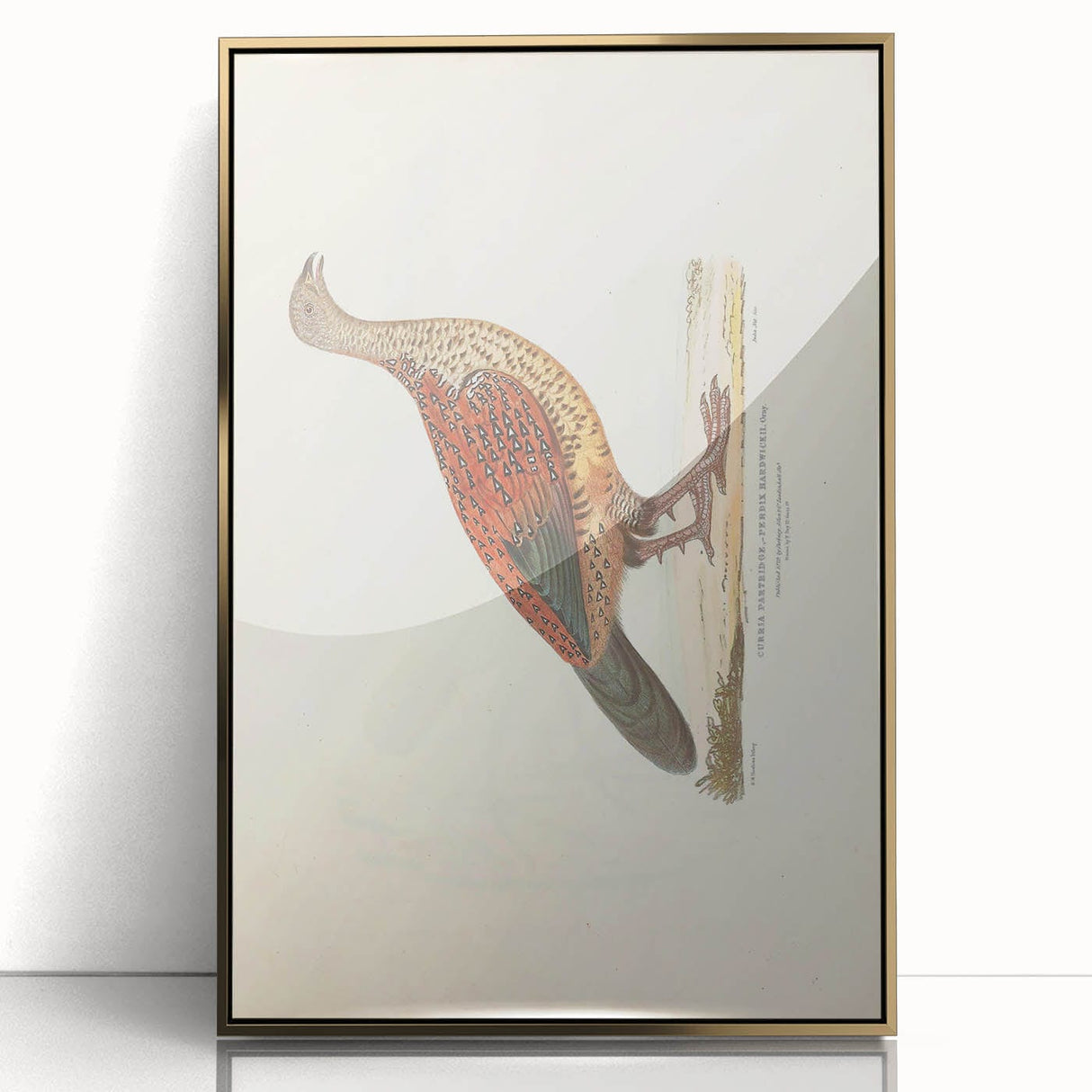 Vintage Animal Art - Curled Tail Pheasant Illustration Print