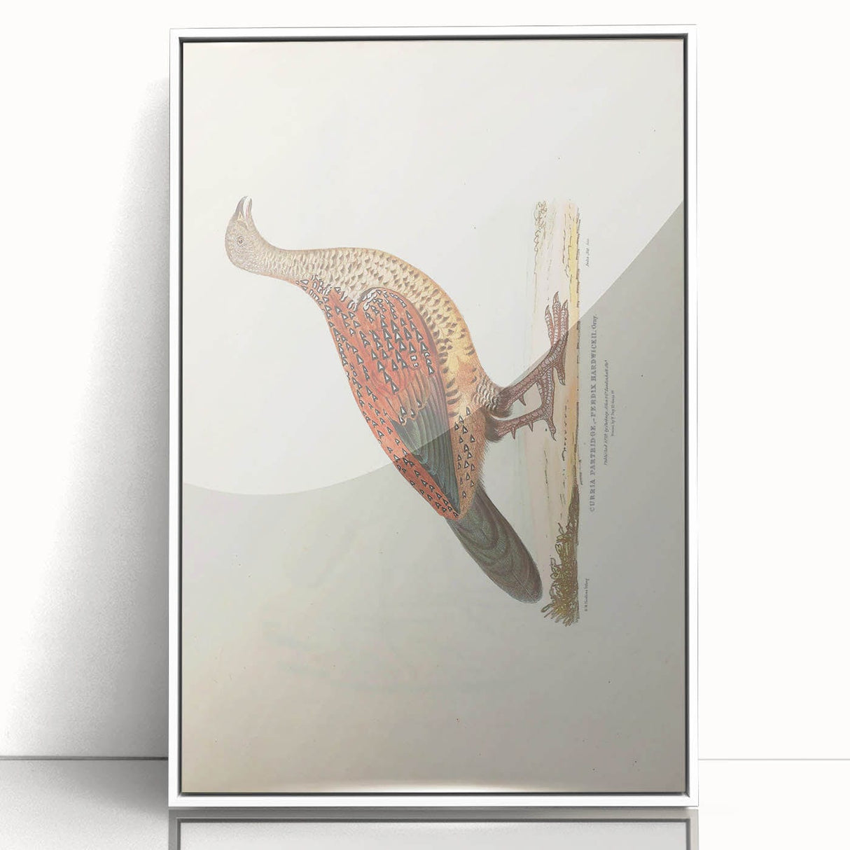 Vintage Animal Art - Curled Tail Pheasant Illustration Print
