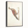 Vintage Animal Art - Curled Tail Pheasant Illustration Print