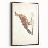 Vintage Animal Art - Curled Tail Pheasant Illustration Print