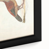 Vintage Animal Art - Curled Tail Pheasant Illustration Print