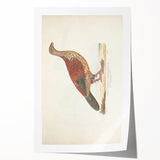 Vintage Animal Art - Curled Tail Pheasant Illustration Print
