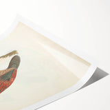 Vintage Animal Art - Curled Tail Pheasant Illustration Print