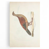 Vintage Animal Art - Curled Tail Pheasant Illustration Print