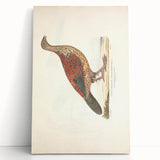 Vintage Animal Art - Curled Tail Pheasant Illustration Print