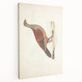 Vintage Animal Art - Curled Tail Pheasant Illustration Print