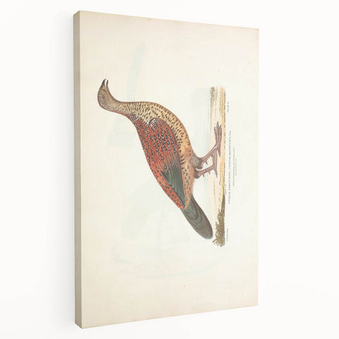 Vintage Animal Art - Curled Tail Pheasant Illustration Print