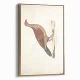 Vintage Animal Art - Curled Tail Pheasant Illustration Print