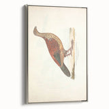 Vintage Animal Art - Curled Tail Pheasant Illustration Print